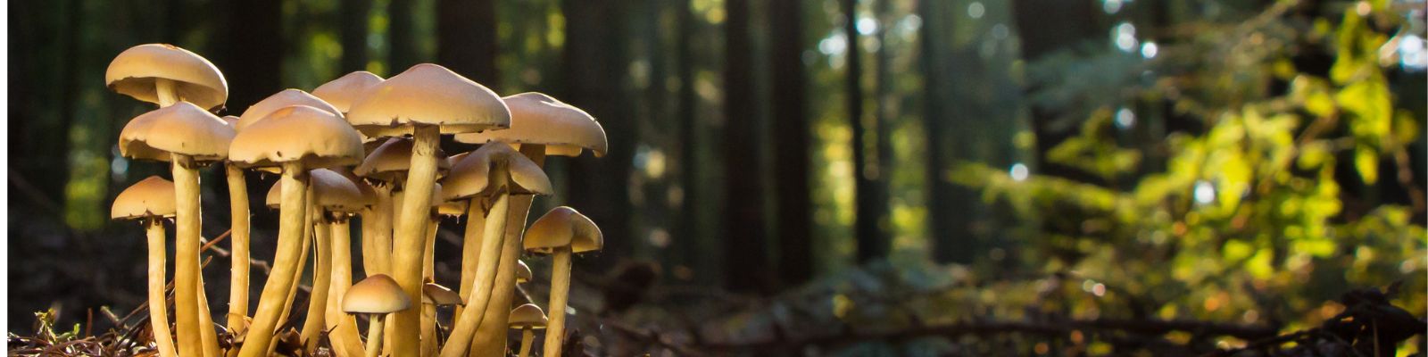 Functional Mushrooms